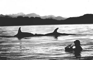 Jim Nollman playing music with orcas